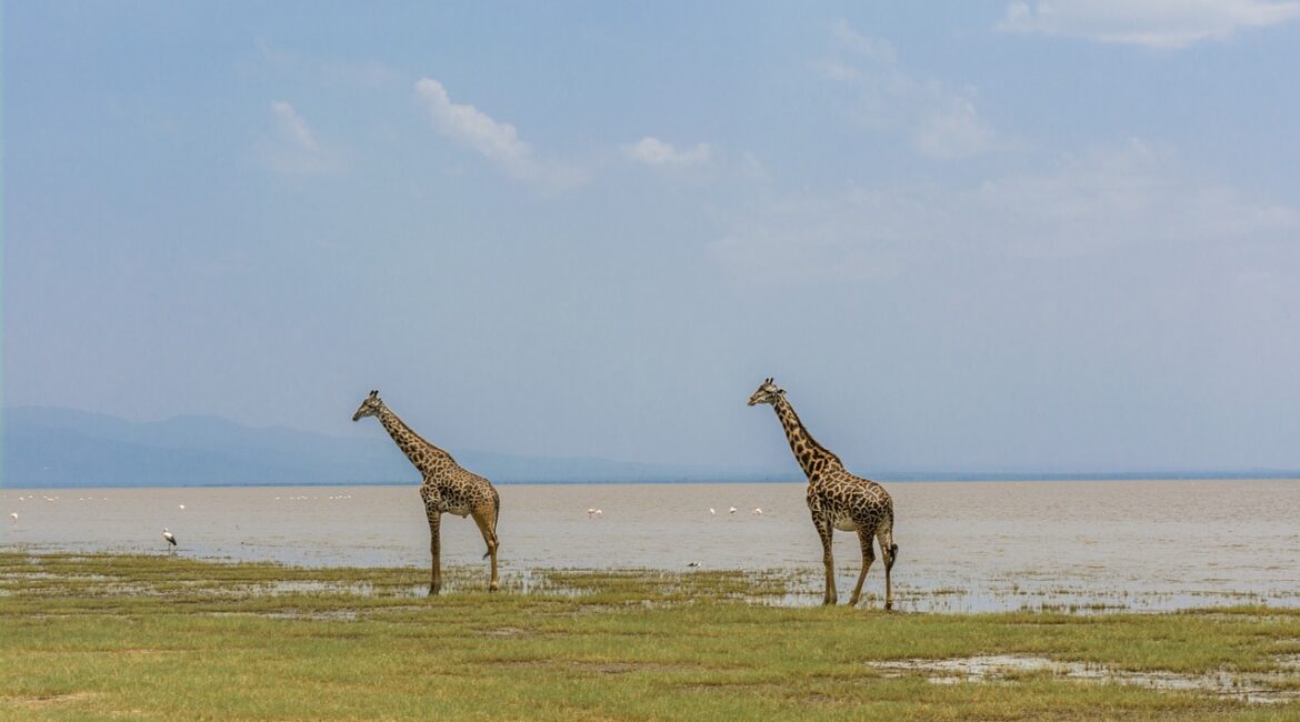 giraffe, safari, africa