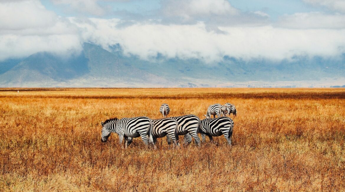 six zebras on grass field
