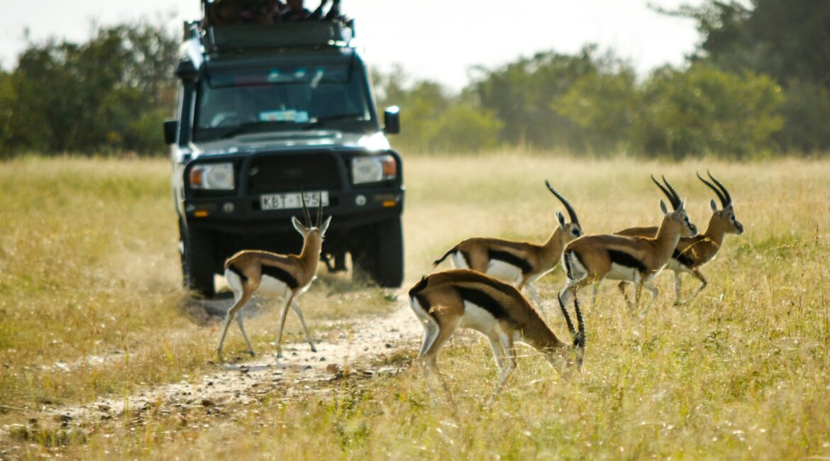 vehicle running near the antelope during daytim