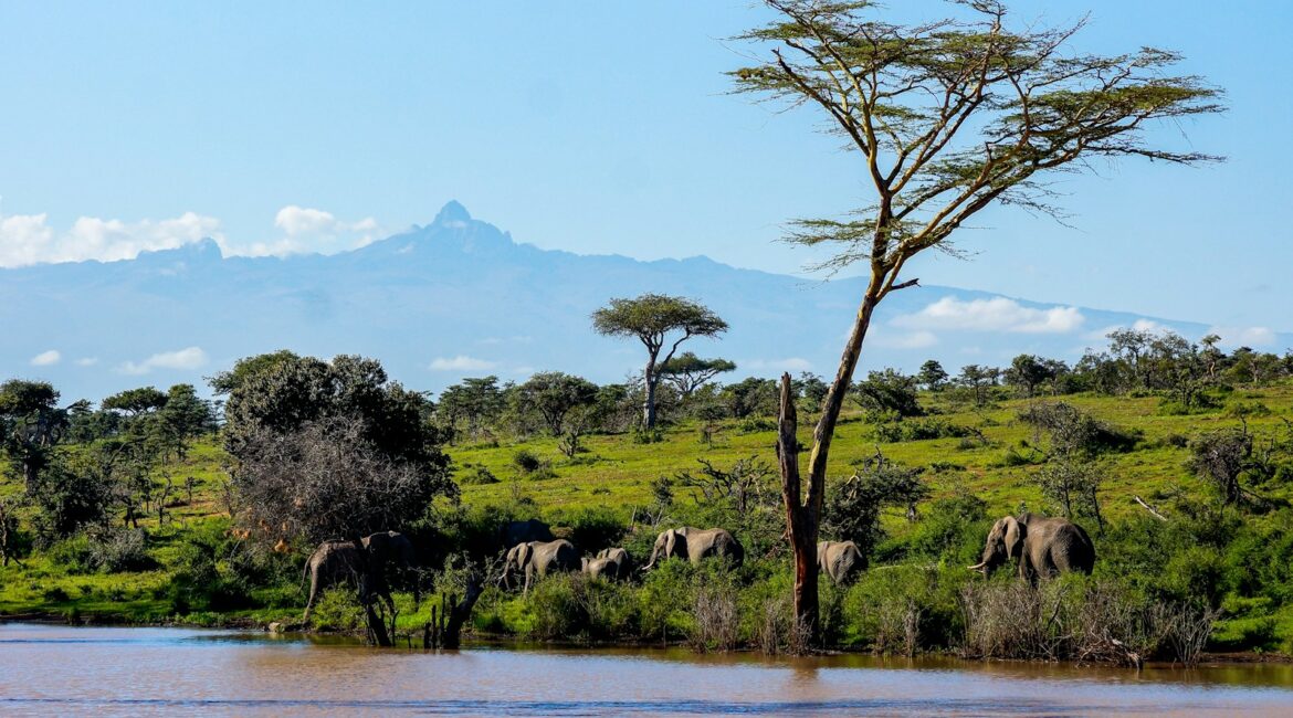 green trees near body of water during daytime