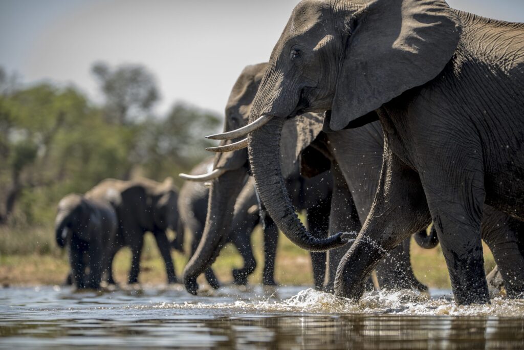 elephants-drinking-water-scaled