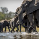 elephants-drinking-water-scaled