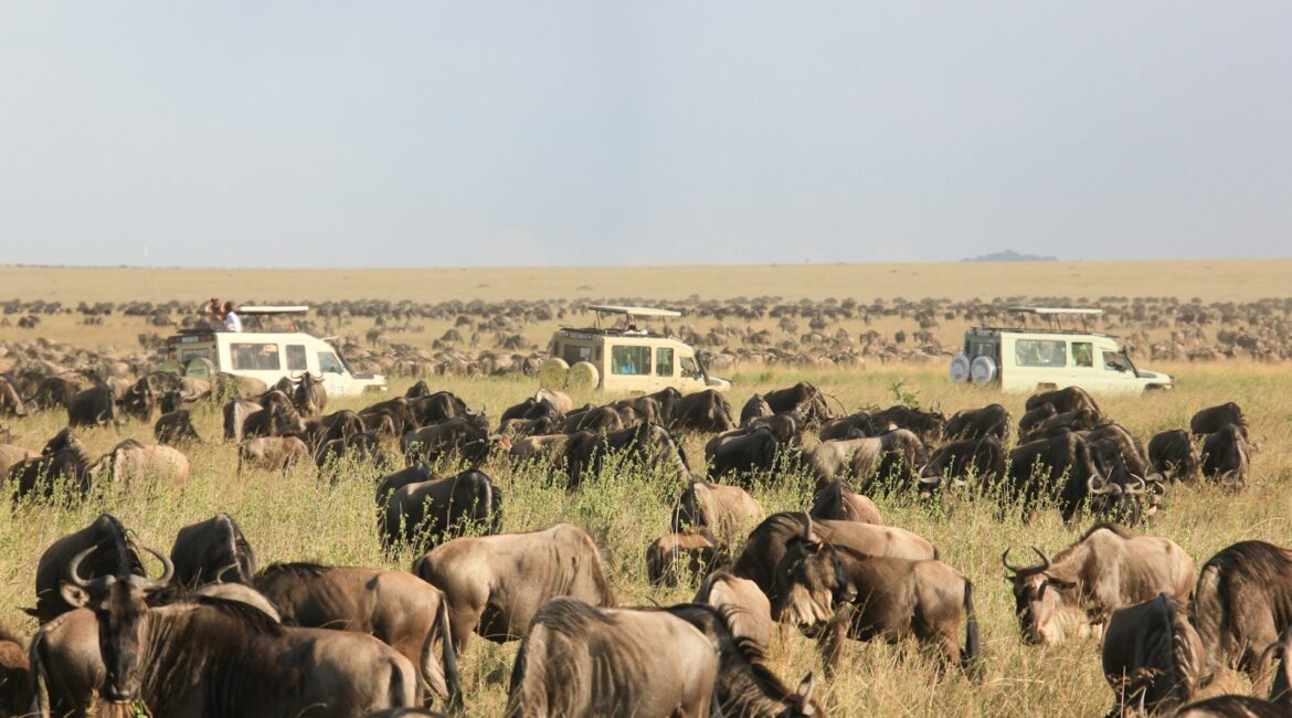 herd of elephants on green grass field during daytime