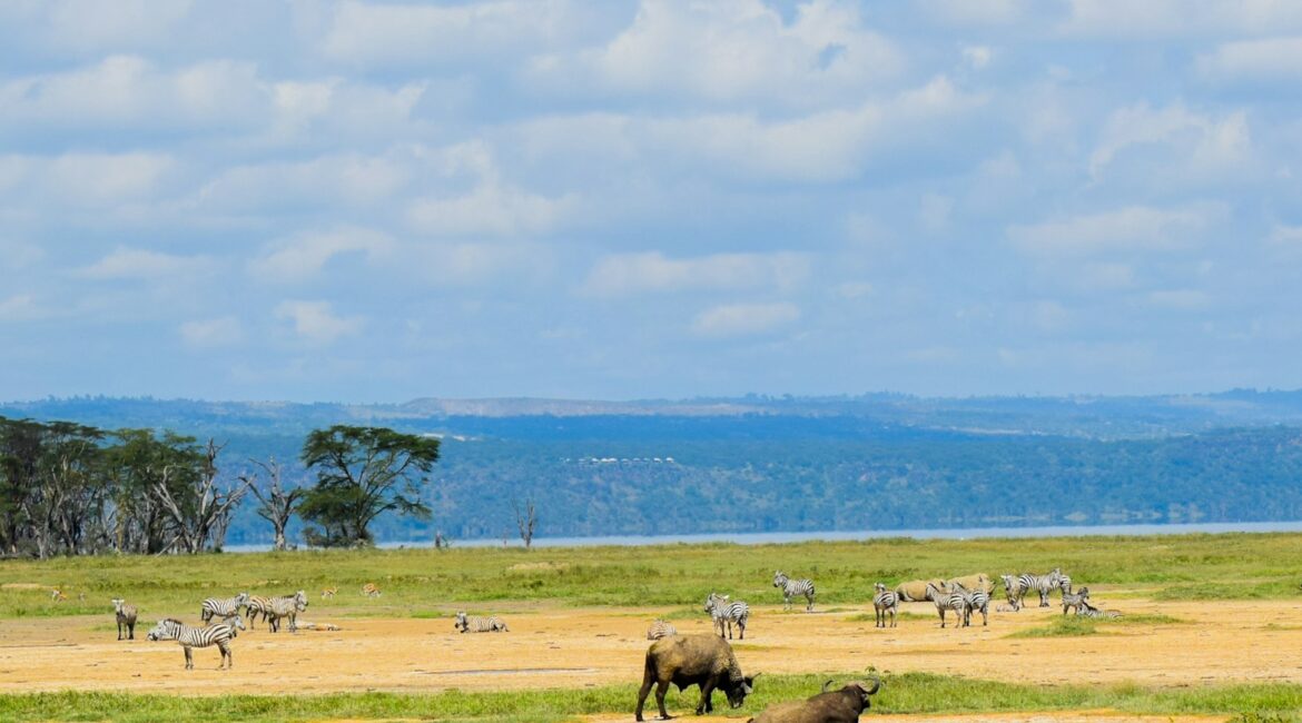 herd of water buffalo on green grass field during daytime