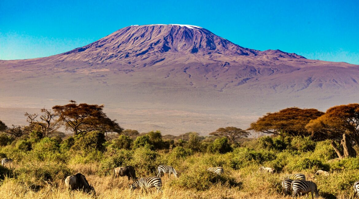 a group of zebras grazing in a field with a mountain in the background