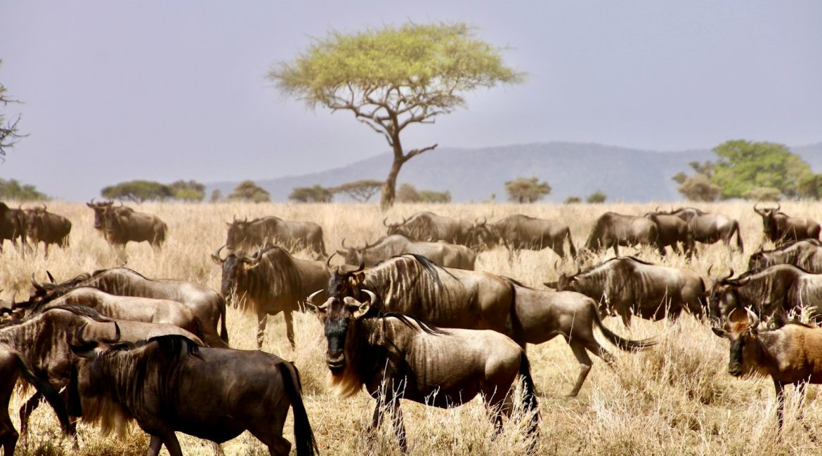 herd of water buffalo on brown grass field during daytime